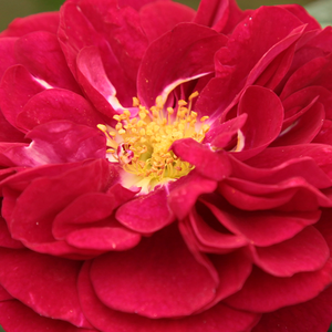 Интернет-Магазин Растений - Poзa Абракадабра® - красно-белая - Роза флорибунда  - - - В. Кордес и Сыновья - Прекрасный сорт роз с полосатыми цветами.